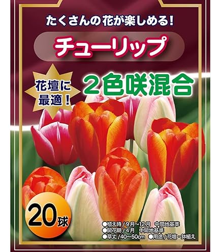 Amazon | チューリップ ピンク フォックストロット 球根 20球 2024年